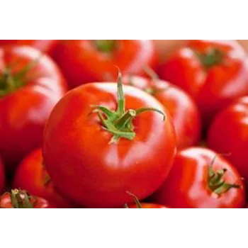 tomato-06-9697121-96771.webp