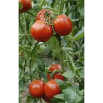 tomato-08-2052416-44742.webp