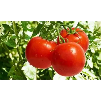 tomato-09-2594479-48367.webp