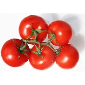 tomato-13-6324806-17752.webp