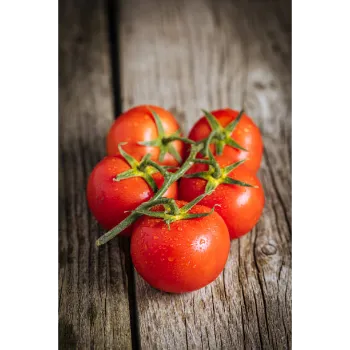 tomato-16-9421112-44364.webp