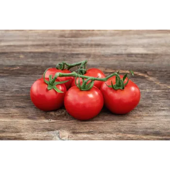 tomato-24-2406120-48198.webp