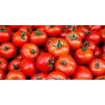 tomato04-4917744-58387.webp