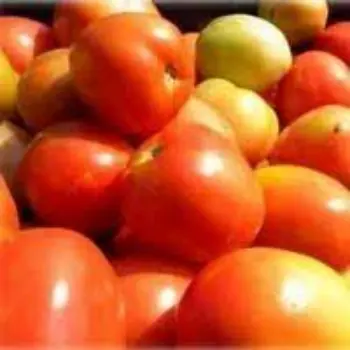 tomato04-6617470-91841.webp
