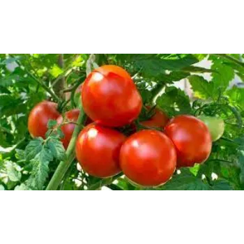 tomato05-7788622-62656.webp