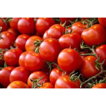 tomato06-2593899-41550.webp