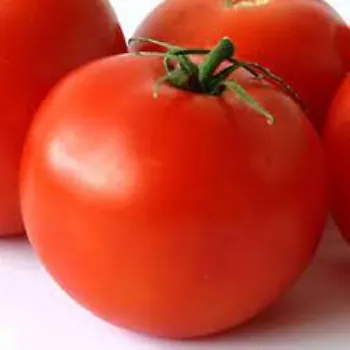 tomato07-6808005-9914.webp