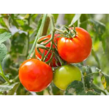 tomato09-9657668-75851.webp