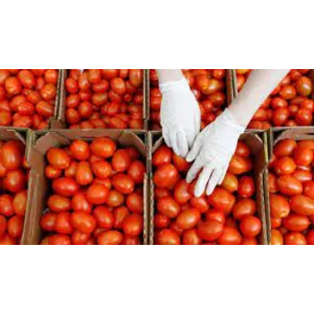 tomato1-3580728-79217.webp