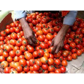 tomato1-976293-30630.webp
