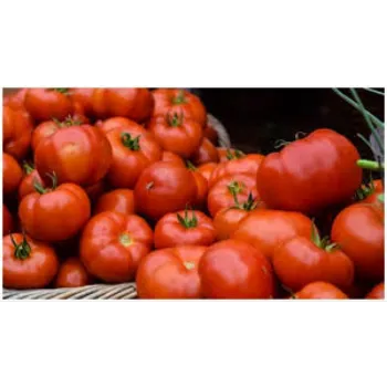 tomato10-8274936-9770.webp