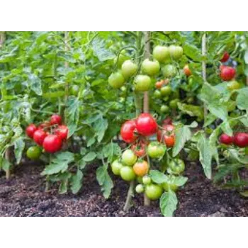 tomato12-9860847-32808.webp