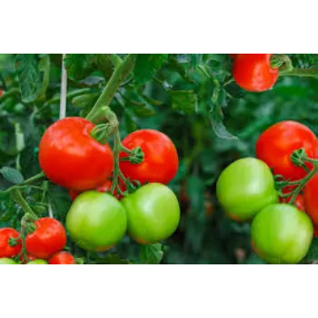 tomato13-955204-87432.webp
