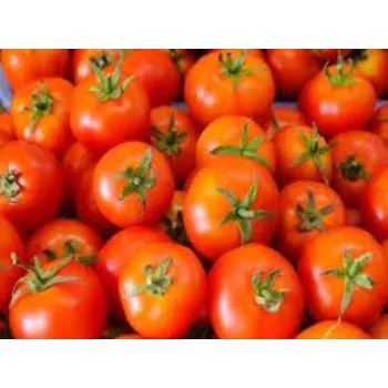 tomato14-585741-28457.webp