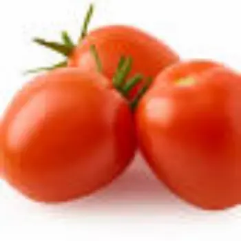 tomato14-9357070-70614.webp