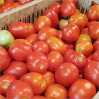 tomato14-9566033-90481.webp