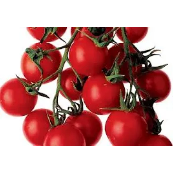 tomato16-3462855-21640.webp