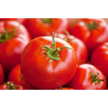 tomato16-7294411-75918.webp