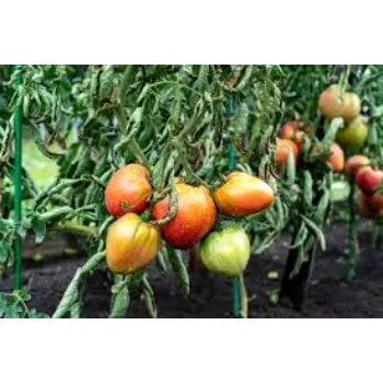 tomato17-6112590-91113.webp