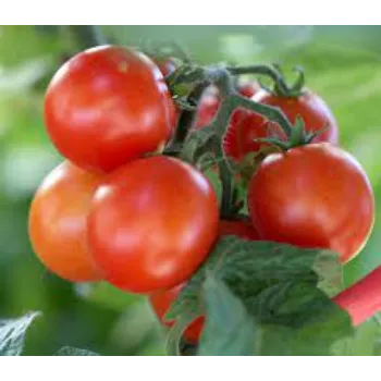 tomato17-6292569-83567.webp