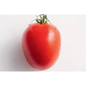 tomato18-5458402-61009.webp