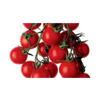 tomato19-1391111-57457.webp