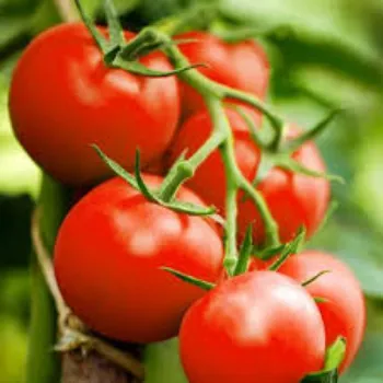 tomato20-114236-61576.webp