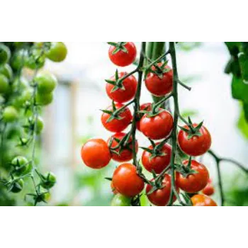 tomato3-1133819-78838.webp