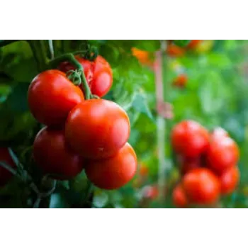 tomato3-2738192-85658.webp