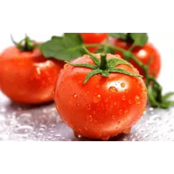tomato3-5275365-48018.webp