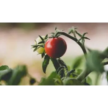 tomato4-6202220-96933.webp
