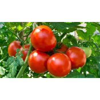 tomato5-2893726-79437.webp