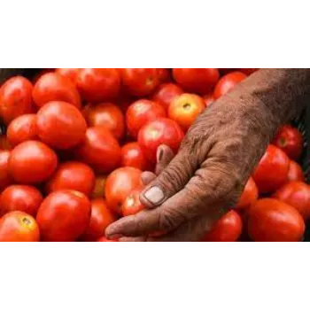 tomato5-8233582-18942.webp