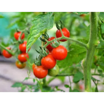 tomato6-8230692-57117.webp