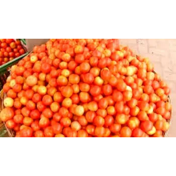 tomato7-5146712-97105.webp