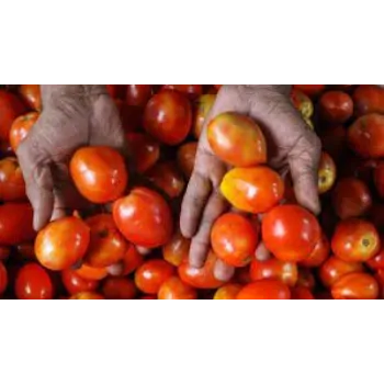 tomato8-8316634-14635.webp