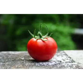 tomato8-8855354-75344.webp